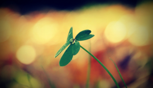 欢迎在宝塔面板安装Z-BlogPHP！